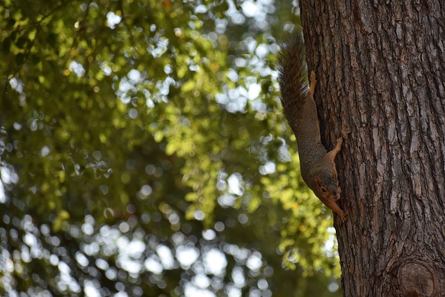 久历史的球 久历史的球