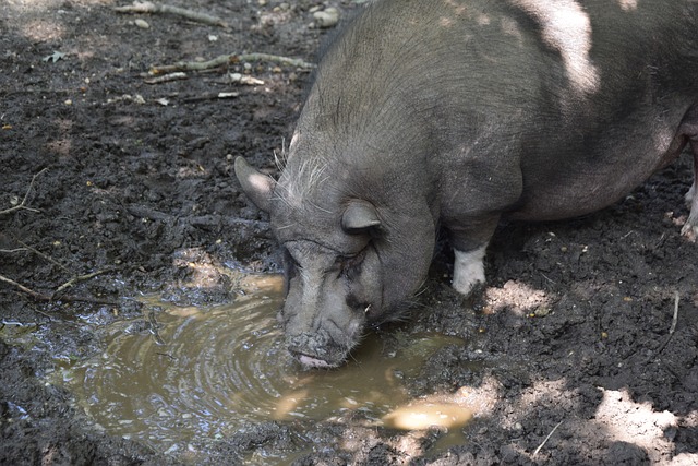 比赛风格和 比赛风格和